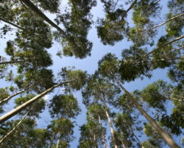 Cool view looking up thru Eucalyptus Trees