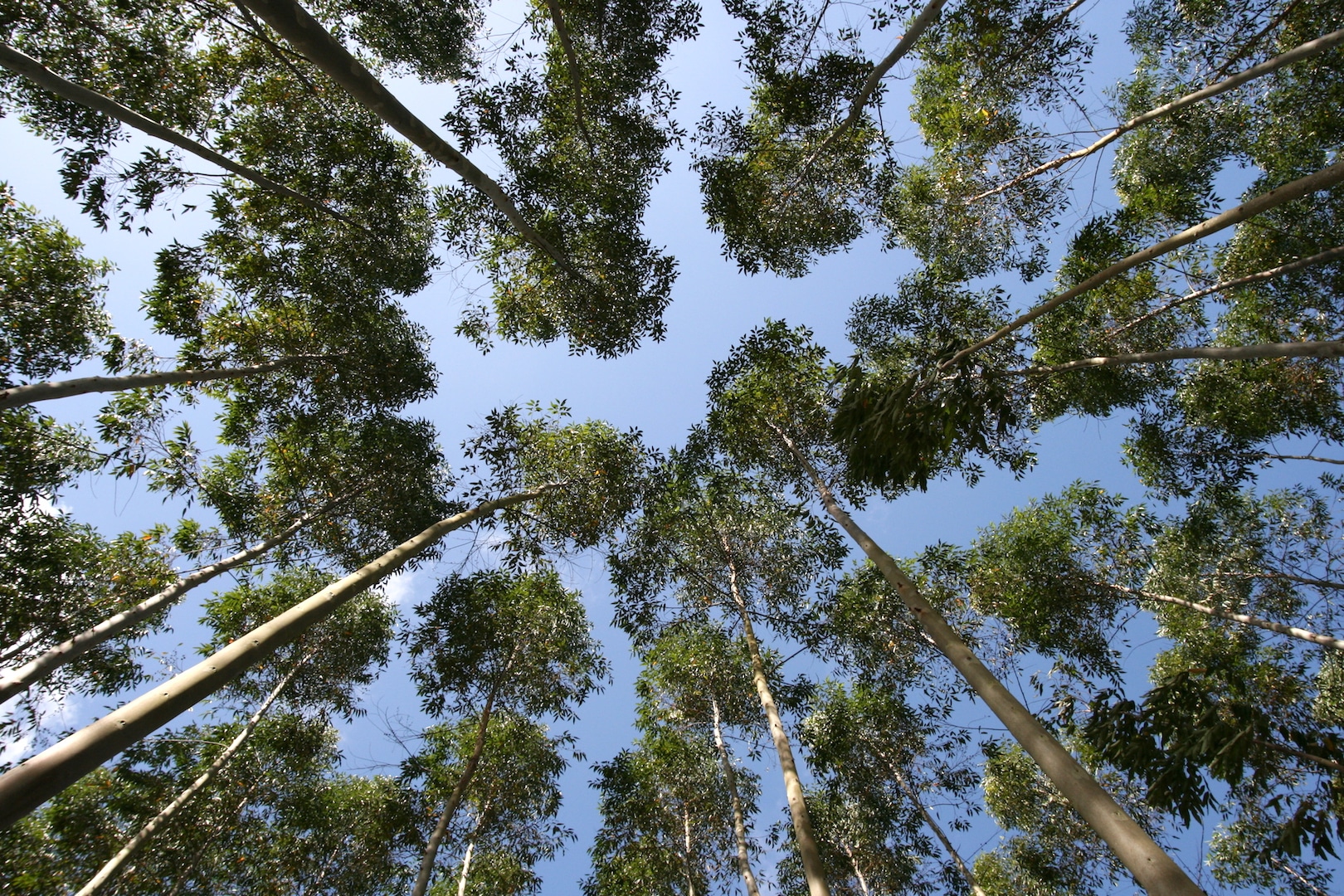 Cool view looking up thru Eucalyptus Trees