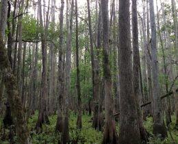 Florida Forest 3