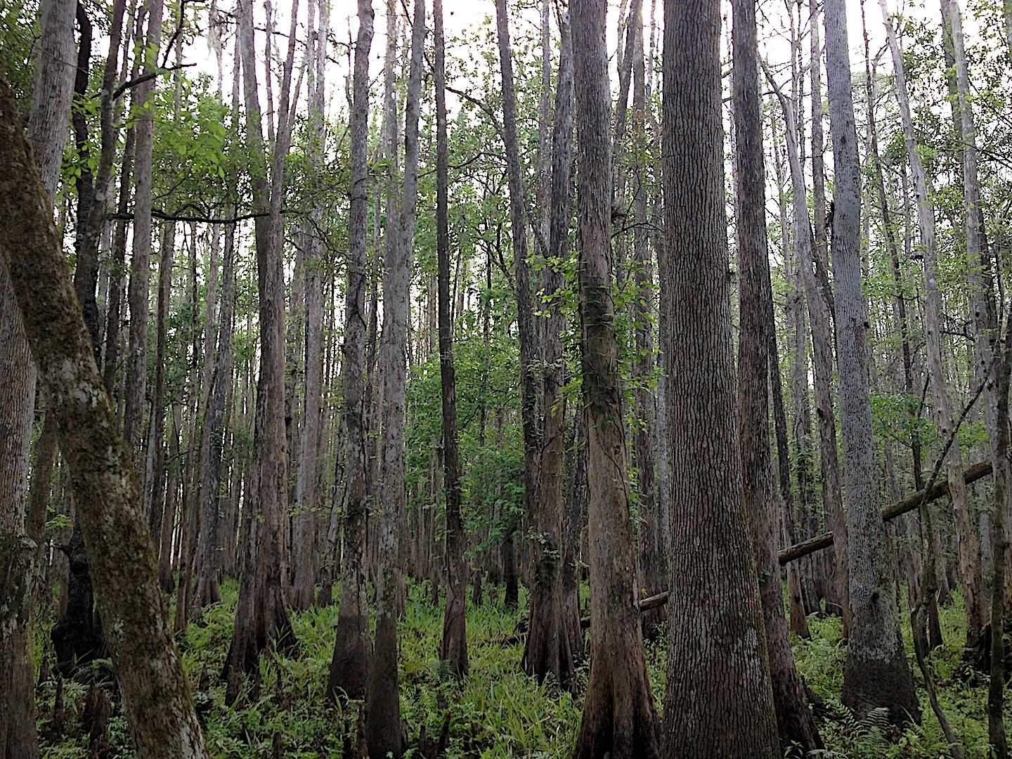 Florida Forest 3