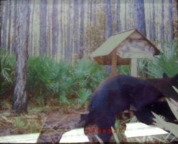 Florida bear caught on game camera