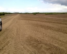 Getting field ready to plant Eucalyptus