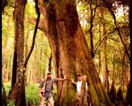 Huge cypress