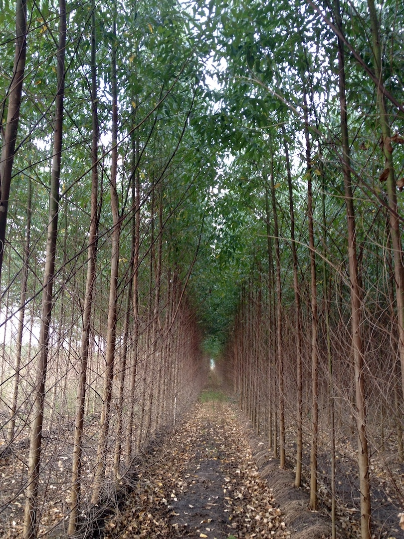 Row of Eucalyptus Trees