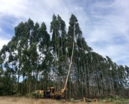 Harvesting Eucalyptus