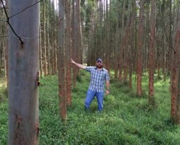 Tom with Eucalyptus trees 3