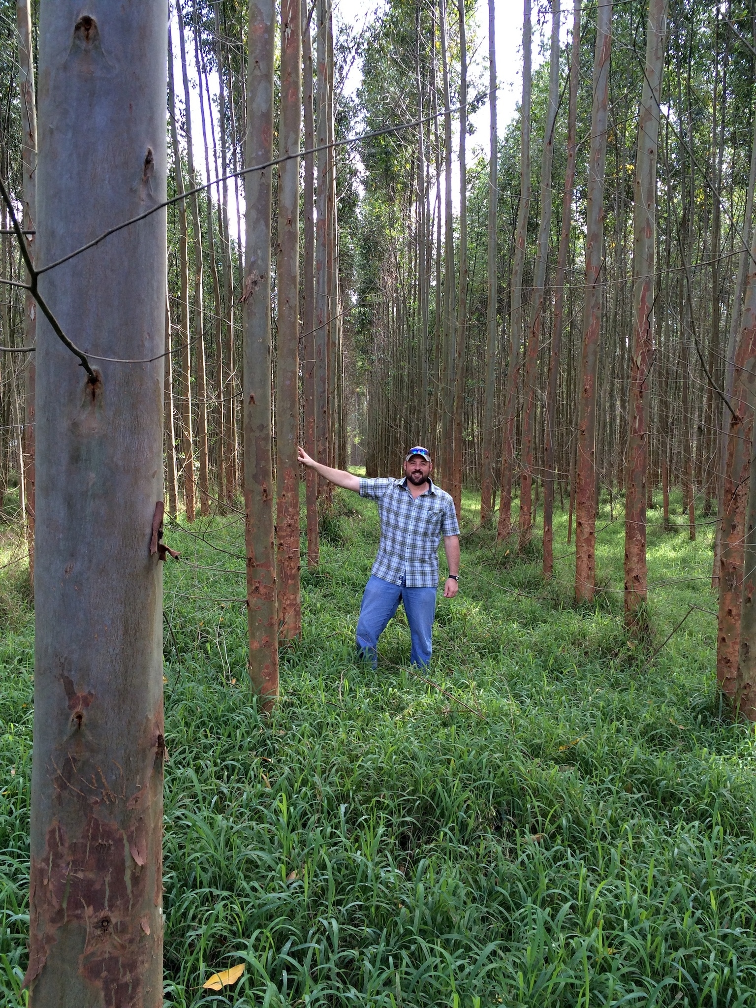 Tom with Eucalyptus trees 3